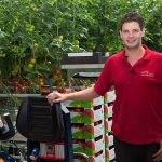 Tomaten oogsten, sorteren en verpakken 3.0