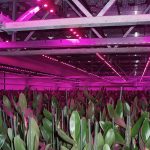 Led-verlichting in drielagenteelt van orchideeen