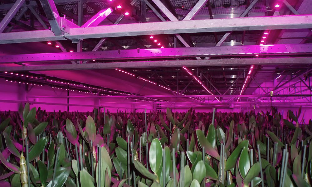LED-verlichting maakt drielagenteelt bij orchideeën mogelijk