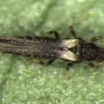 Groeiend probleem in sierteelt onder glas Bestrijding Echinothrips americanus met roofmijten en roofwantsen