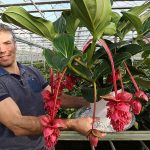 Frank Bakker, potplantenteler in Wateringen: ‘Voldoende groeipotentie voor robuuste Medinilla Magnifica’