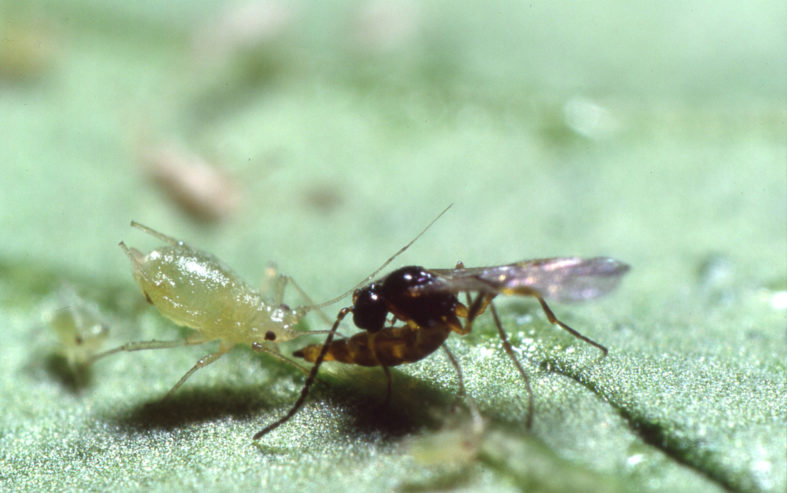 Foto 1 Certis_Aphidius colemani adult