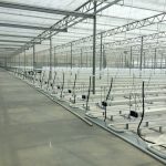 tuinbouw, industrie, glastuinbouw, kassen, innovatie, techniek, kassenbouw, kassenbouw, Certhon, Roemenie, turnkey project, groenteteelt