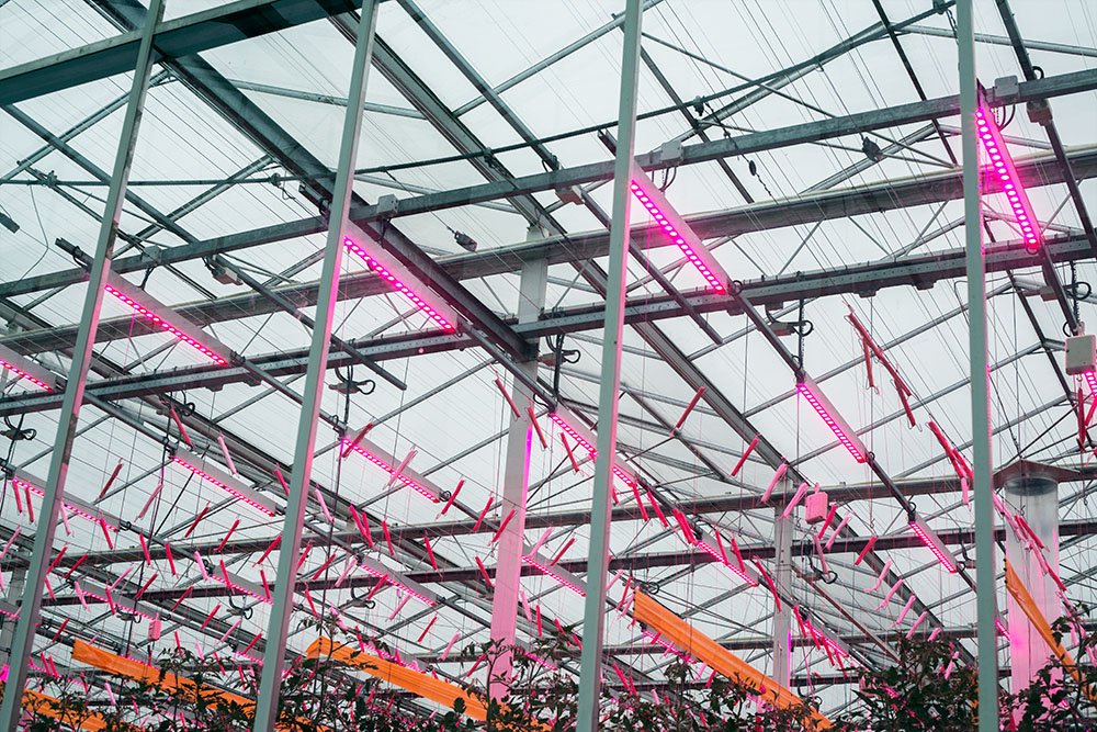 tuinbouw, industrie, glastuinbouw, onderzoek, DLV GreenQ Improvement Centre, LED, verlichting, teeltproef, tomaat, topbelichting, tussenbelichting, belichtingsstrategie, Philips, Monsanto, Cultilene