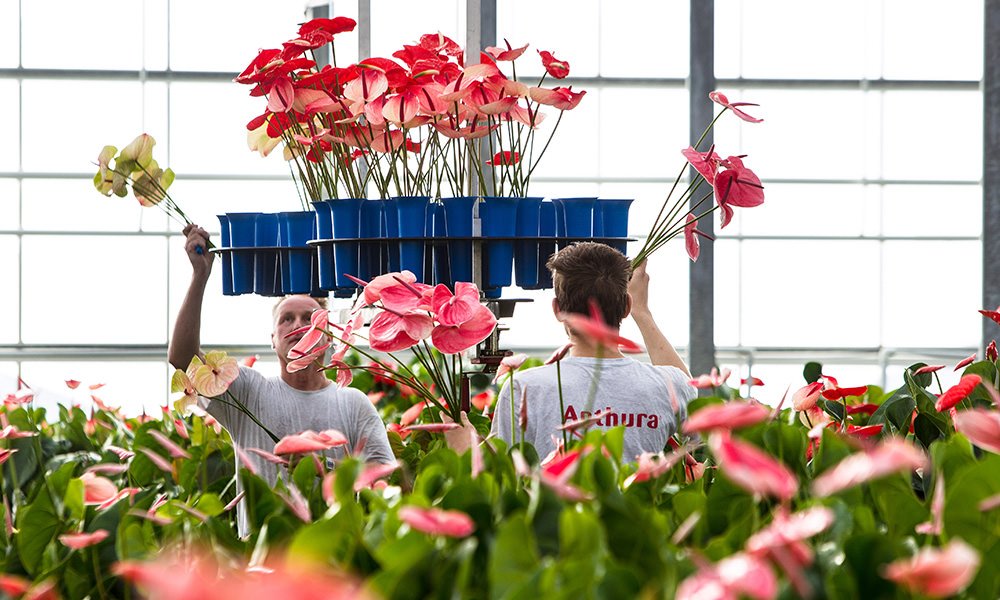 Op diverse bedrijven ontstaan achterstanden bij het gewasonderhoud, met als gevolg volle, moeilijk werkbare gewassen. Het kost productie en meer arbeid.