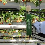 plukrobot voor aardbei in kas