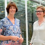 Grote productiestijging door verrood licht bij onderzoek in tomaat