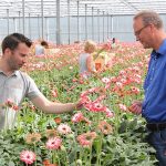 Bij Batist Gerbera geeft diffuus schermdoek generatiever gewas
