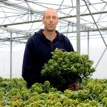 ‘Glazen Tulp’ winnaar timmert met opvallende skimmia flink aan de weg