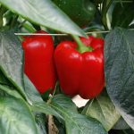 Paprika.