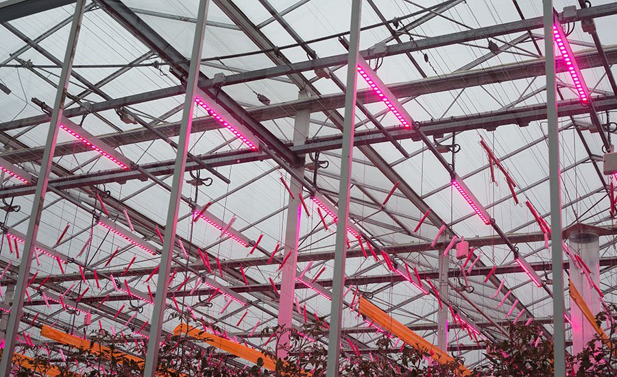 LED lighting allows energy consumption to be reduced in the cultivation of tomatoes with assimilation lighting: energy consumption can be cut in half.