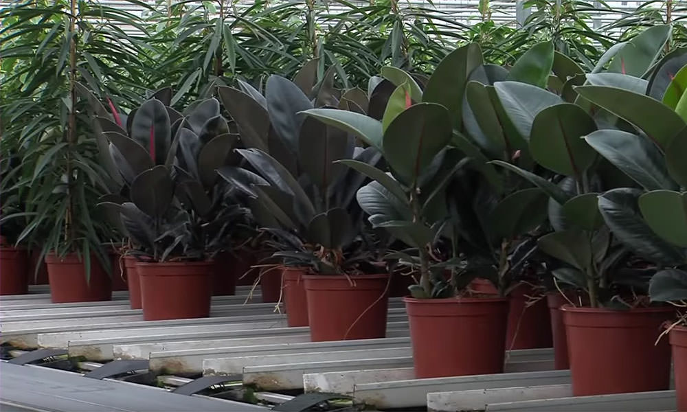 Westland ficus grower Erik Person from Zwethlande Nursery in Honselersdijk wants to trial the sustainable pot in his company.
