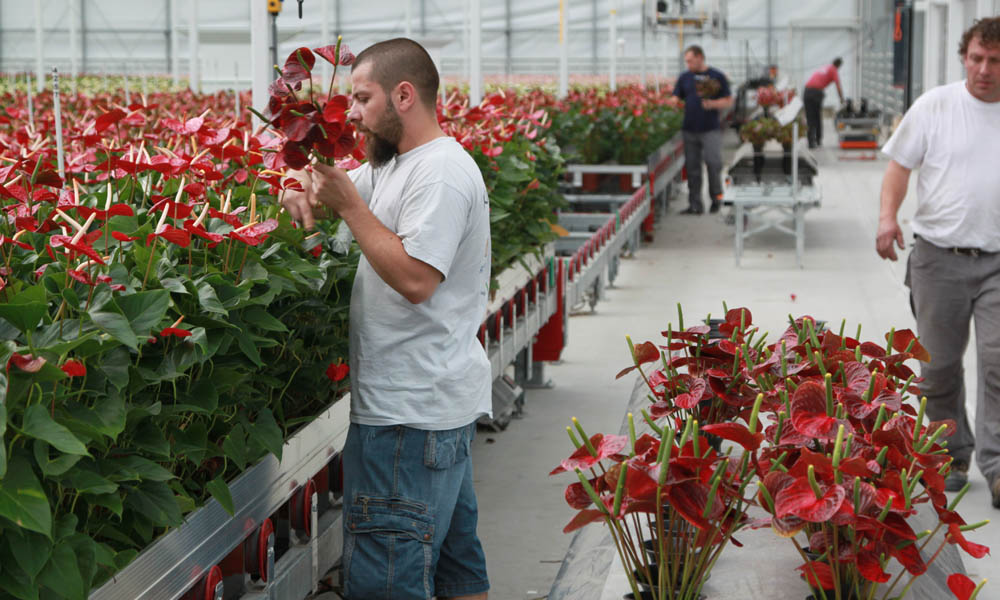Behalen nagestreefde PAR-som geen garantie voor optimale groei bij snij-anthurium