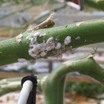 Telers pakken het wolluis probleem op diverse wijzen aan: hygiëne, spuiten, een mechanische aanpak en het inzetten van natuurlijke vijanden.