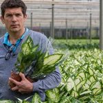 Met geautomatiseerd inhoezen kunnen besparing op arbeidskosten groot zijn. De Lierse potplantenteler Ted Vijverberg werkt al acht jaar met een inhoesrobot.