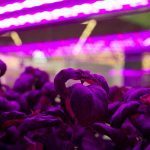 Interest in vertical farming (VF) is growing worldwide but the standard greenhouse still has plenty of room for development, according to Jasper den Besten.