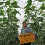 First cucumbers harvested in Winter Light Greenhouse