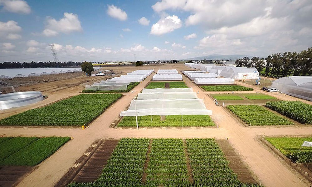 Tuinbouw in Mexico