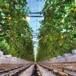 Europa wil geen octrooi op veredelde gewassen toestaan