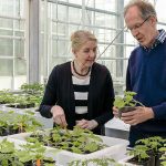 Het aantal middelen dat ontsmetting van de voedingsoplossing in plantaardige teelten beoogt, neemt rap toe. Lang niet alles is getest.