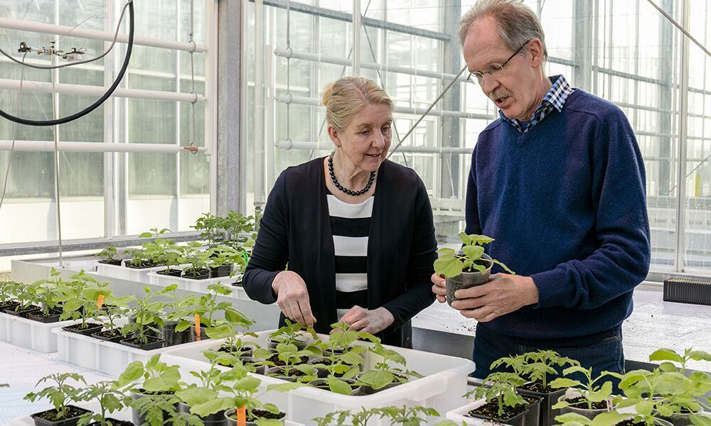 Ontsmettingsmiddel niet altijd getest op effect in plantaardige teelten