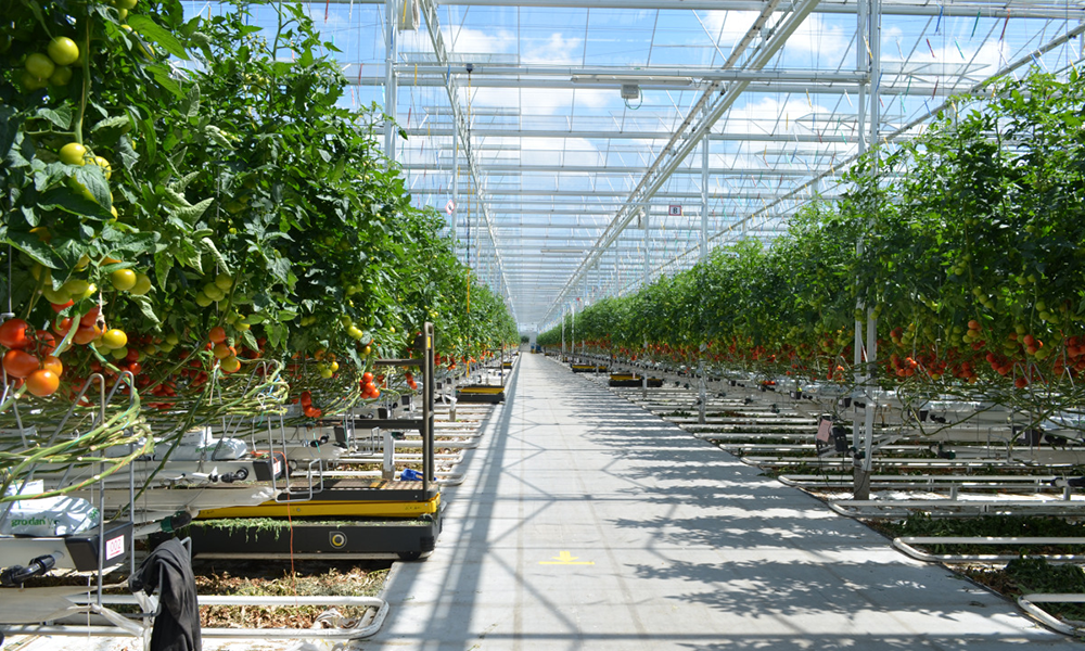 Uniek aquaponicssysteem creëert win-winsituatie voor Tomato Masters en Aqua4C