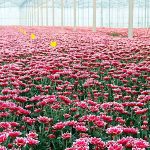 Voor goede bloemkleuren is optimale assimilatie een eerste vereiste. Anthocyanen worden bij hoge temperaturen minder gevormd en sneller afgebroken.