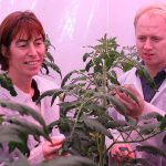 In deze laatste kasproef met tomaten van het ras Komeett, kregen de planten 85 µmol/m2/s blauw of groen licht, aangevuld met 220 µmol/m2/s rood licht.