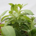 Schimmels en bacteriën die in planten leven kunnen helpen om planten weerbaarder te maken tegen ziekten en plagen.