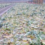 In het kader van de circulaire economie trachten de onderzoekers van het project Bio2Bio oogstresten die beschikbaar zijn in Vlaanderen op te waarderen tot biostimulant- en biopesticideproducten.