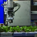 De ISO Cutting Planter 2500, een gerobotiseerde steksteker van ISO Group, haalt steksteeksnelheden van meer dan 2.500 stekjes per uur..