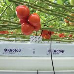 Groeimedia van Grodan voldoet aan de hogere normen die het EU Ecolabel tegenwoordig stelt.