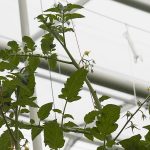 Bladplukken in de kop van de tomatenplant geeft een betere verdeling van droge stof naar de vruchten, mits de LAI (Leaf Area Index) boven 2,5 blijft.