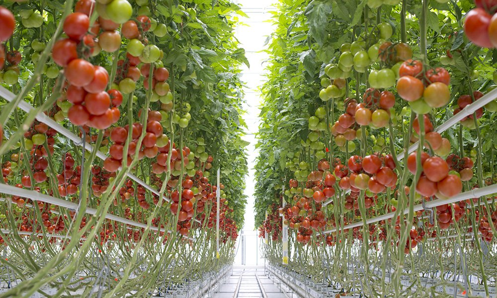 Bayer opent centra voor trostomaten in Nederland en België