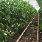 Biologische landbouw mag middelen Flipper en 11 E Olie gebruiken