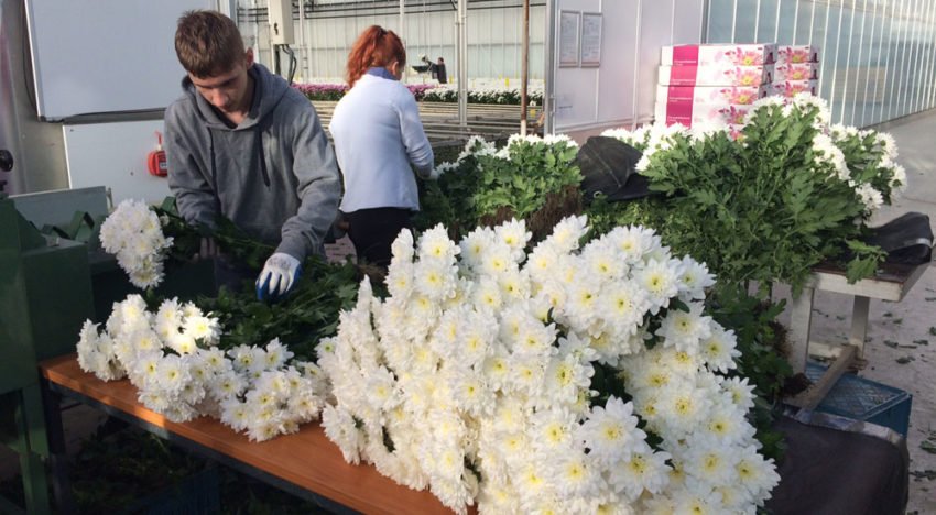 HNT-Chrysant-teelt