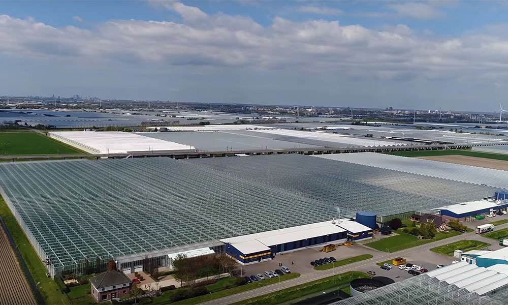 Tomatenkwekerij Breugem in Bleiswijk