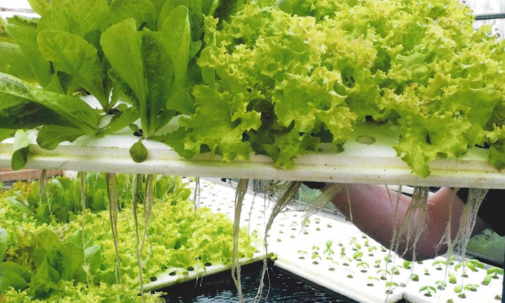 Aquaponicsbedrijf Blue Acres ontvangt de Agrofoodpluim van de provincie Brabant.
