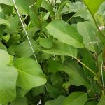 Het onderzoek naar blad snijden bij tomaat en komkommer laat zien dat het benodigde bladoppervlak samenhangt met de hoeveelheid licht die de plant krijgt.