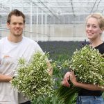 Danny van Eijk telen agapanthus als snijbloem in de grond in de kas. Zo kunnen ze een exclusief en goed houdbaar product telen voor het hogere segment.