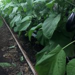 Biologische teelt van aubergine in kas