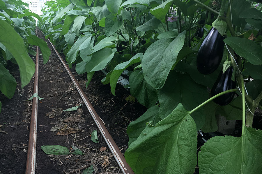 Biologische teelt van aubergine in kas