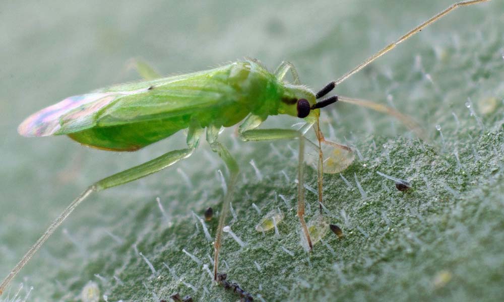 De roofwants Macrolophus pygmaeus