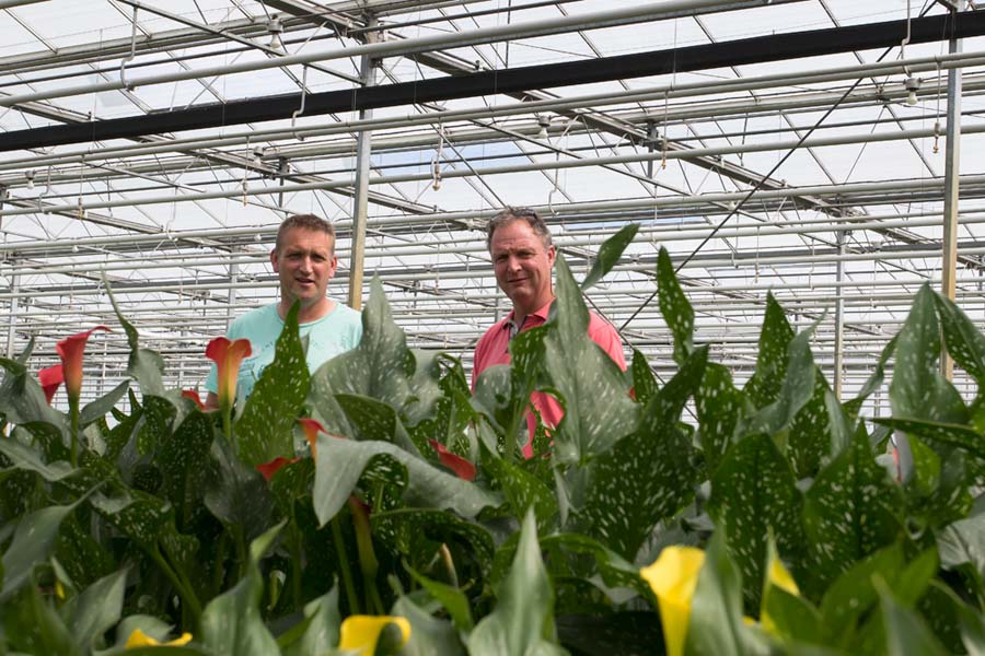 John Vis heeft de afgelopen twee jaar ervaring opgedaan met de substraatteelt van calla’s. Hij koos voor een systeem met 3 liter containers
