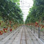 Aardbeien in kassen