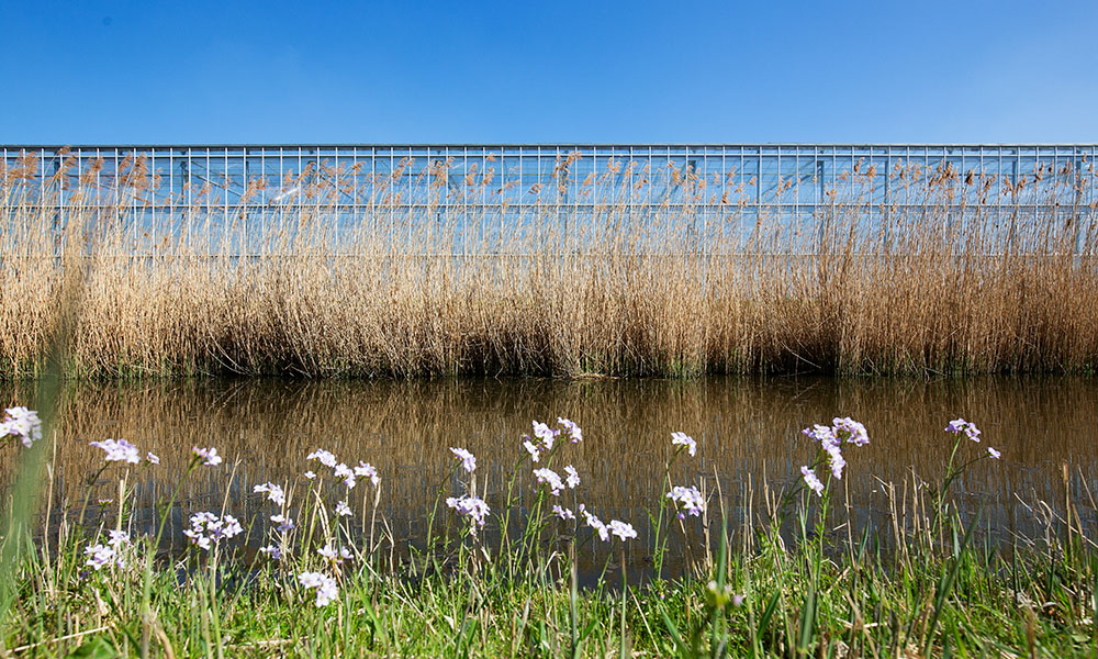 Kassen langs sloot