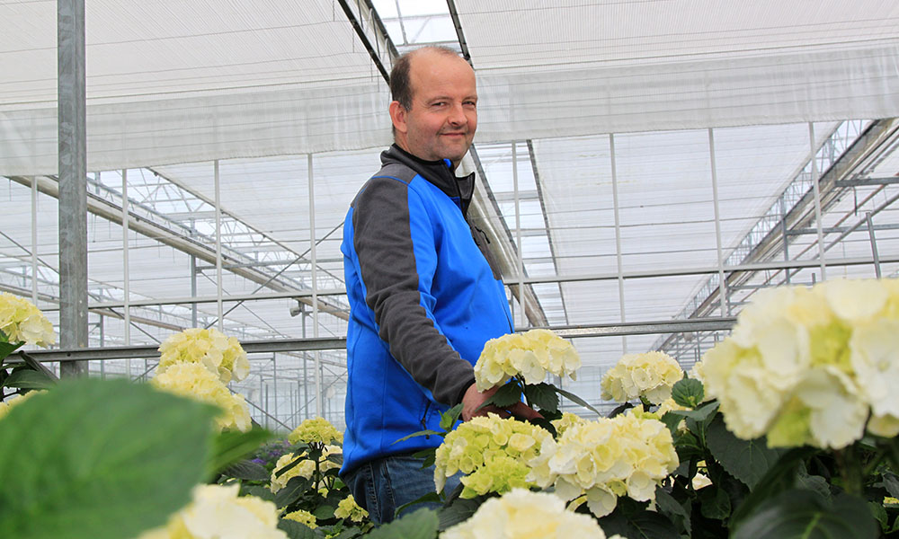 Hydrangeakweker Piet Sonneveld