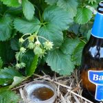 Bier tegen slakken in aardbeienteelt