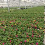 Proefopstelling met calibrachao en verbena bij proef met gebruik biochar