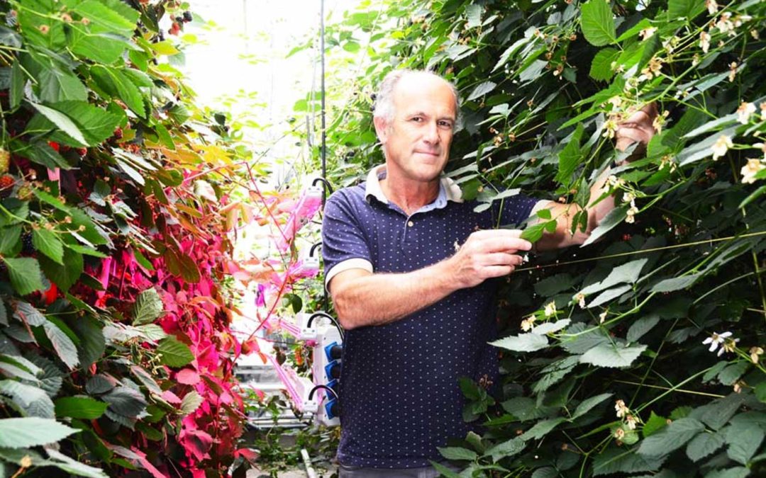 Onderzoekers laten model van ideale plant functioneren in fictieve kas